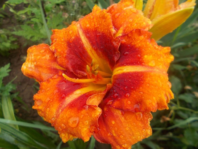  - Hemerocallis 2021