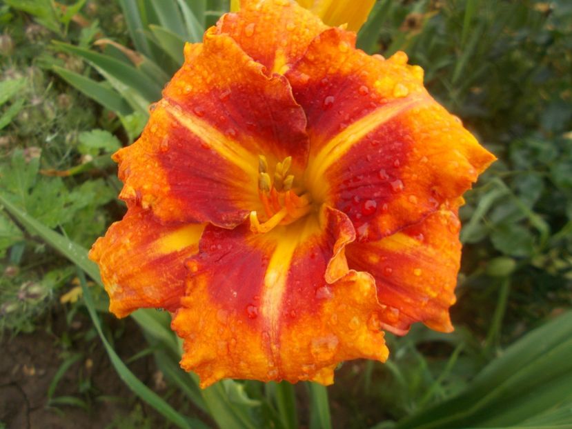  - Hemerocallis 2021