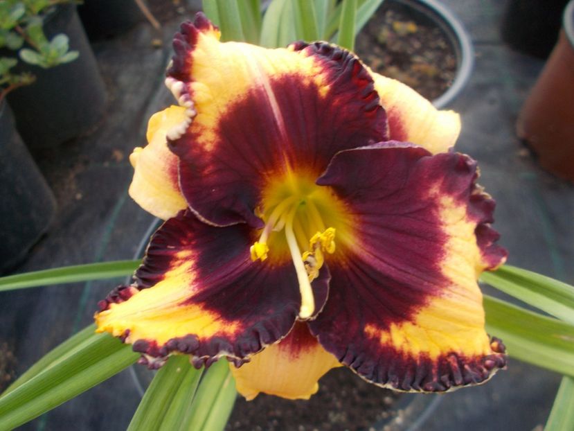 OPEN MY EYES - Hemerocallis 2021