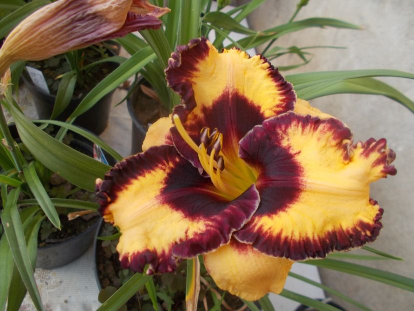  - Hemerocallis 2021