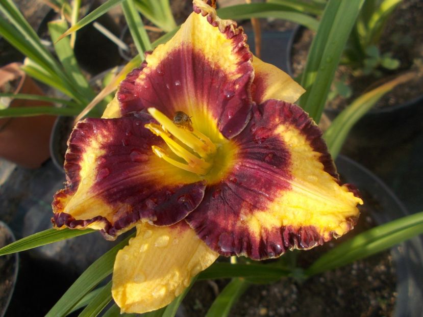  - Hemerocallis 2021