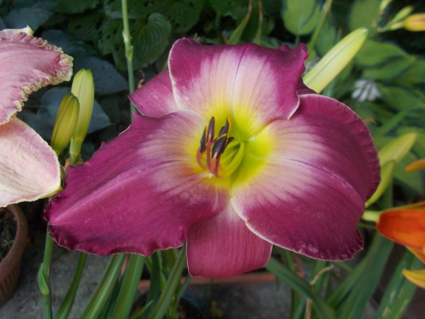 MARS ATTACKS - Hemerocallis 2021