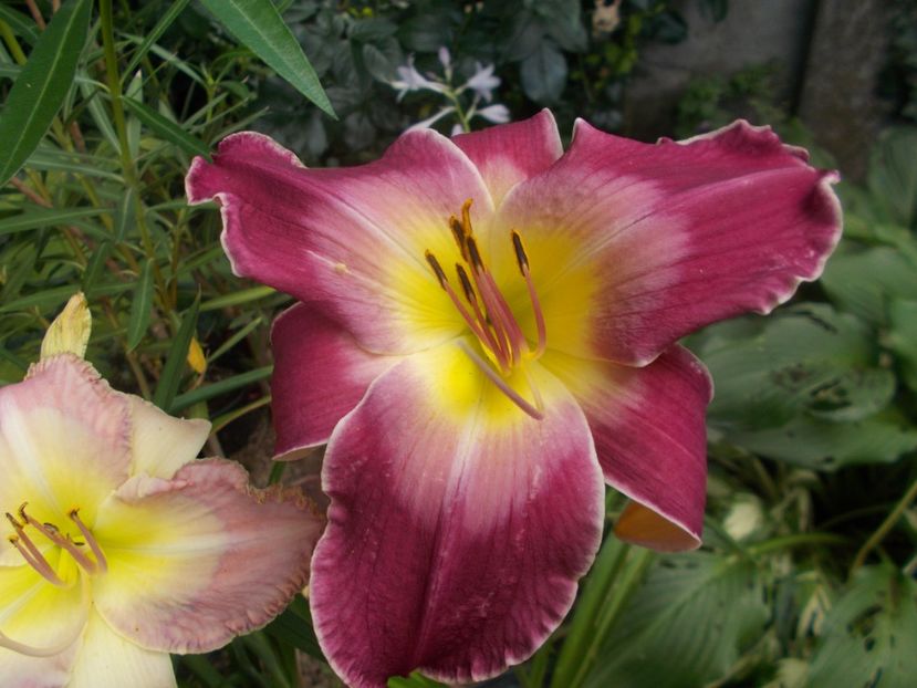  - Hemerocallis 2021