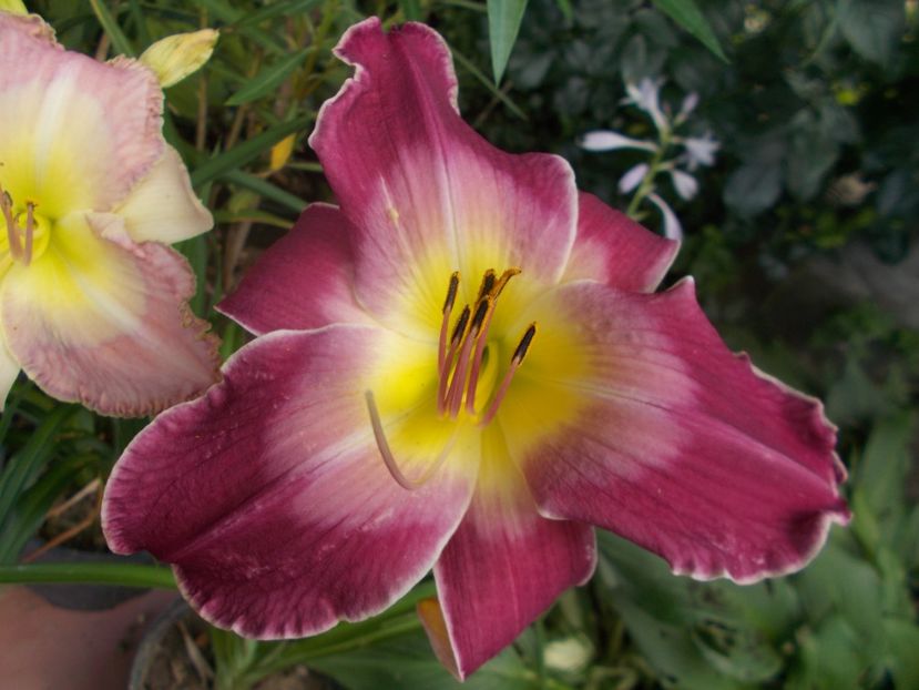  - Hemerocallis 2021
