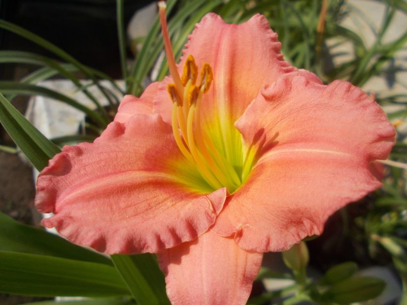 CHORUS LINE - Hemerocallis 2021