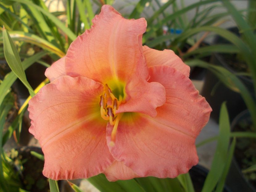  - Hemerocallis 2021