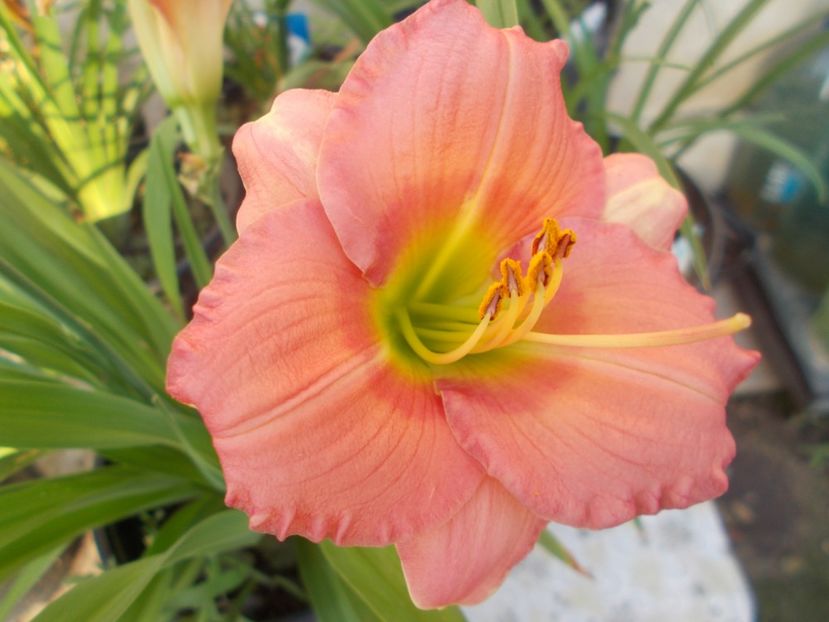  - Hemerocallis 2021