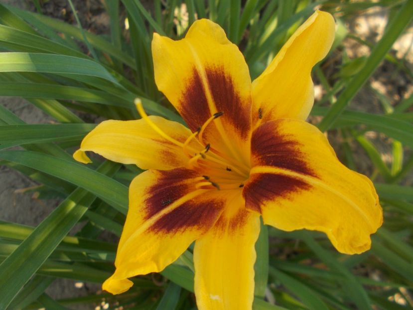 BONANZA - Hemerocallis 2021