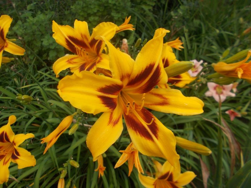  - Hemerocallis 2021