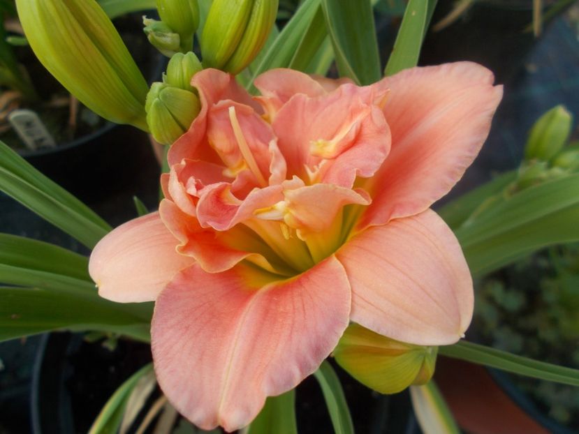 SILOAM DOUBLE CLASSIC - Hemerocallis 2021