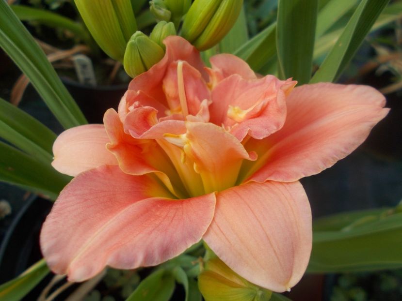  - Hemerocallis 2021