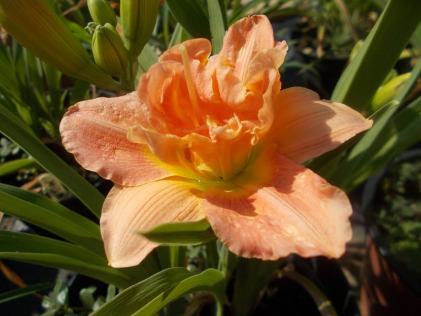  - Hemerocallis 2021
