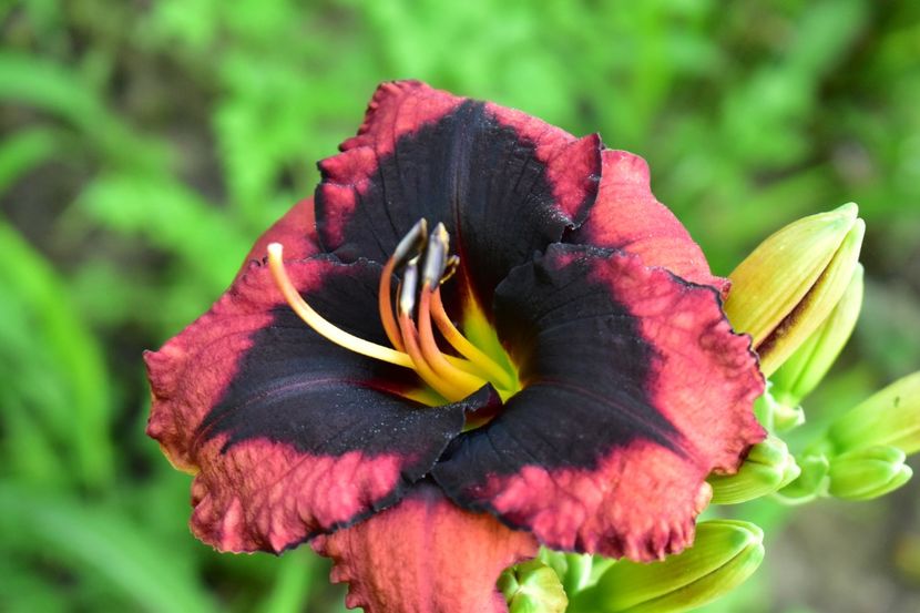  - Hemerocallis 2021