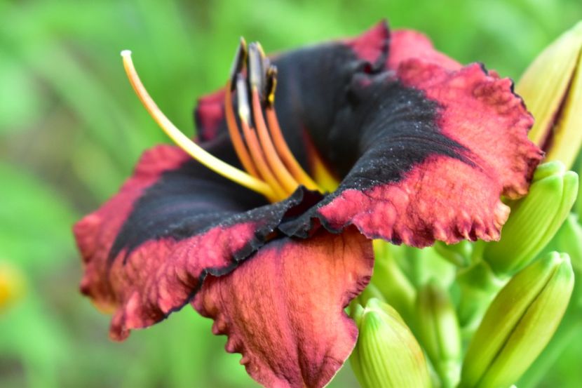  - Hemerocallis 2021