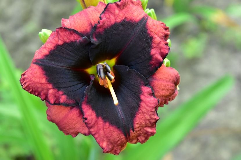  - Hemerocallis 2021