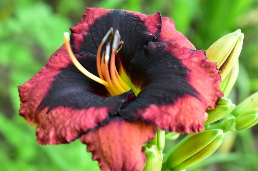  - Hemerocallis 2021