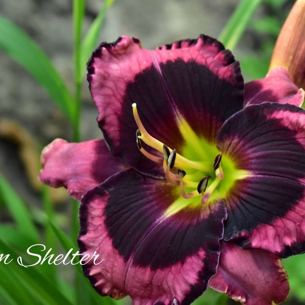  - Hemerocallis 2021