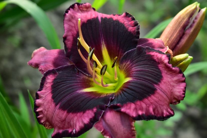  - Hemerocallis 2021