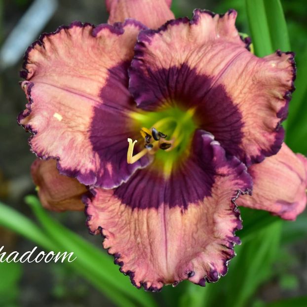  - Hemerocallis 2021