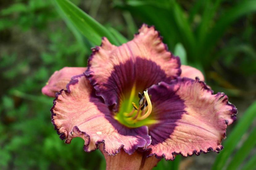  - Hemerocallis 2021