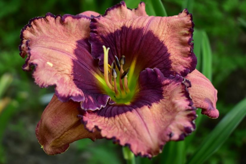  - Hemerocallis 2021
