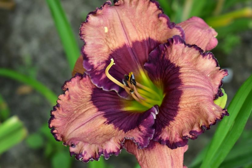  - Hemerocallis 2021