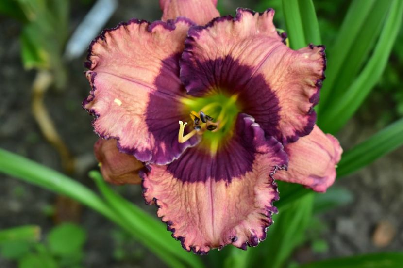  - Hemerocallis 2021