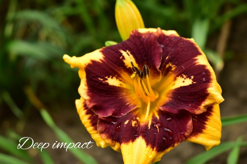 AddText_07-08-02.09.22 - Hemerocallis 2021