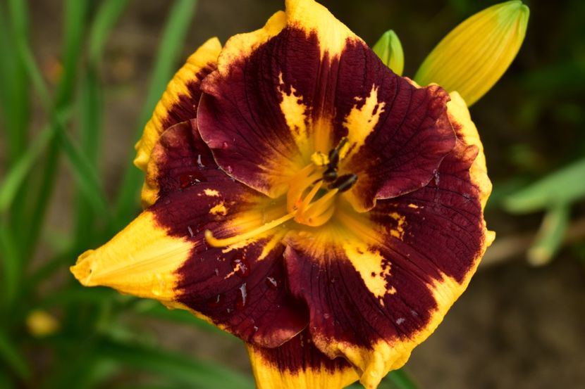  - Hemerocallis 2021