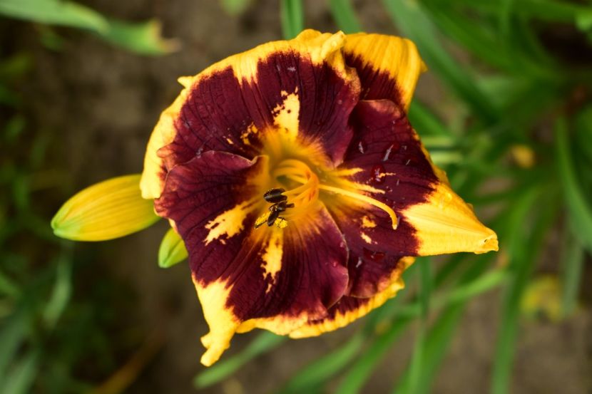  - Hemerocallis 2021