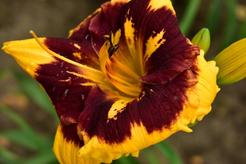  - Hemerocallis 2021