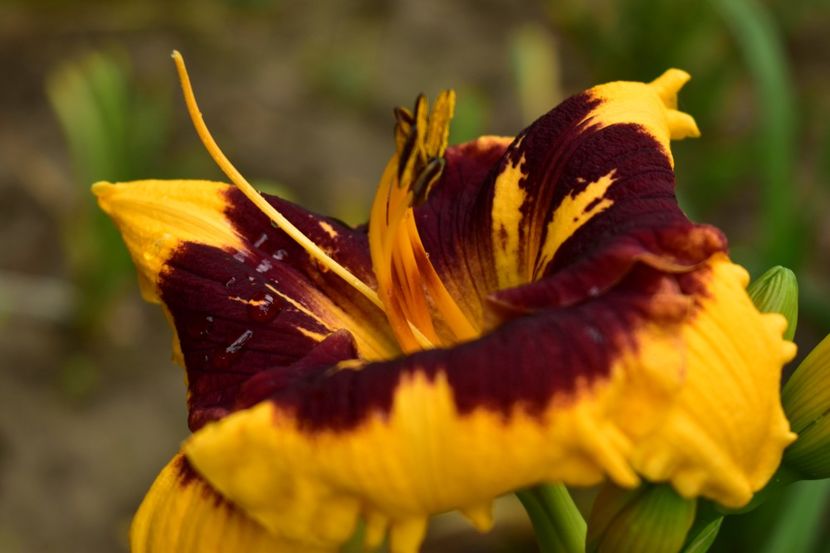 - Hemerocallis 2021