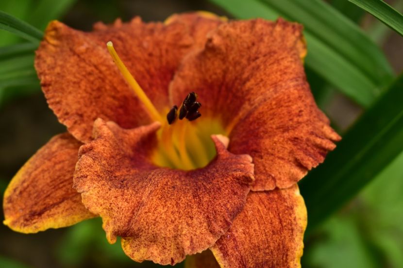  - Hemerocallis 2021
