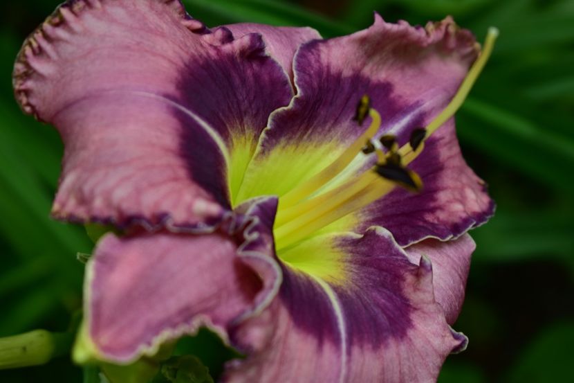  - Hemerocallis 2021