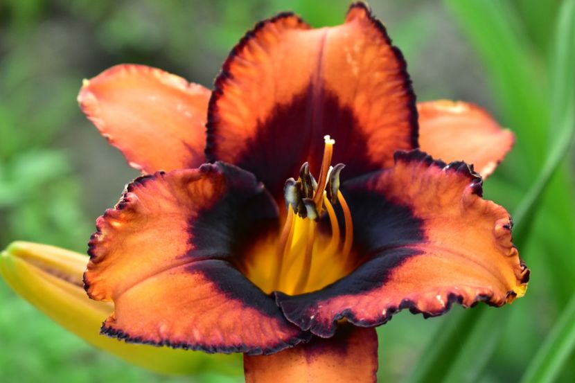  - Hemerocallis 2021