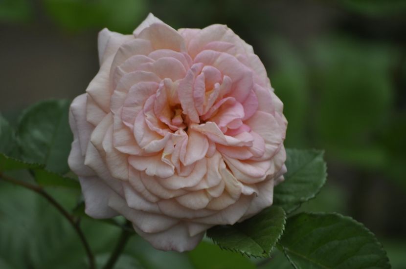 _DSC0009 - VARA 2021_6