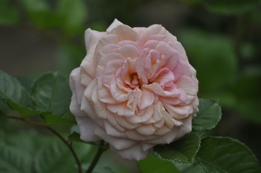 _DSC0011 - VARA 2021_6