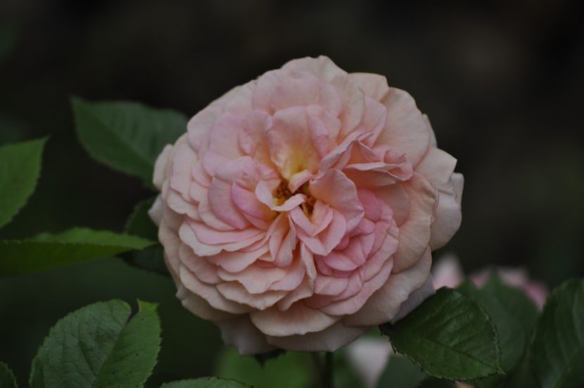 _DSC0012 - VARA 2021_6
