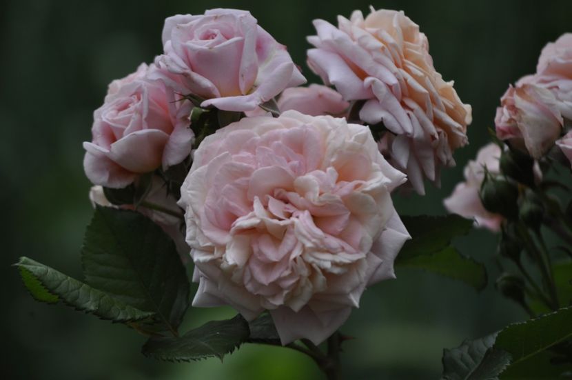 _DSC0023 - VARA 2021_6
