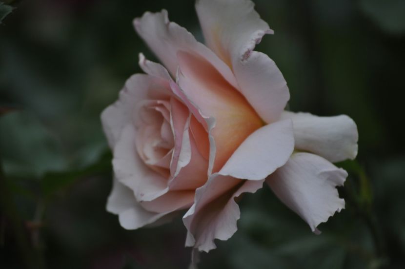 _DSC0037 - VARA 2021_6