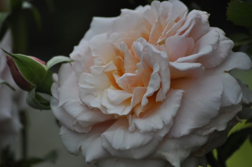 _DSC0040 - VARA 2021_6