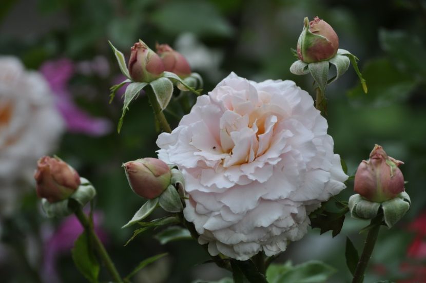 _DSC0043 - VARA 2021_6