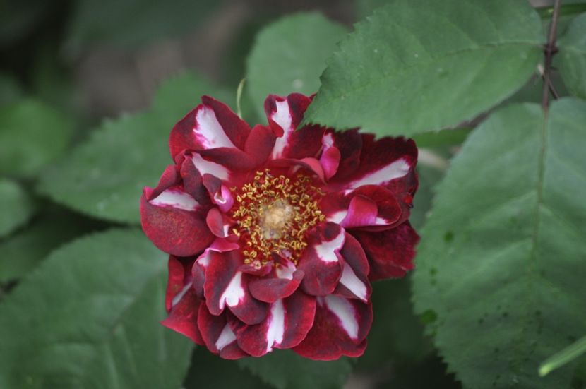 _DSC0057 - VARA 2021_6