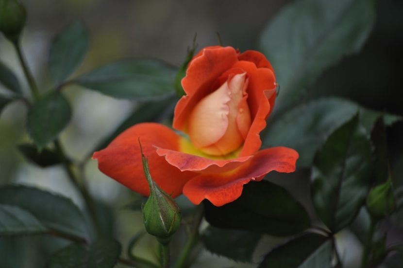 _DSC0061 - VARA 2021_6