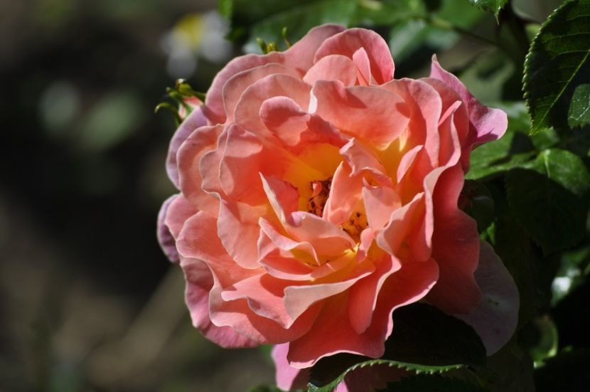 _DSC0097 - VARA 2021_6