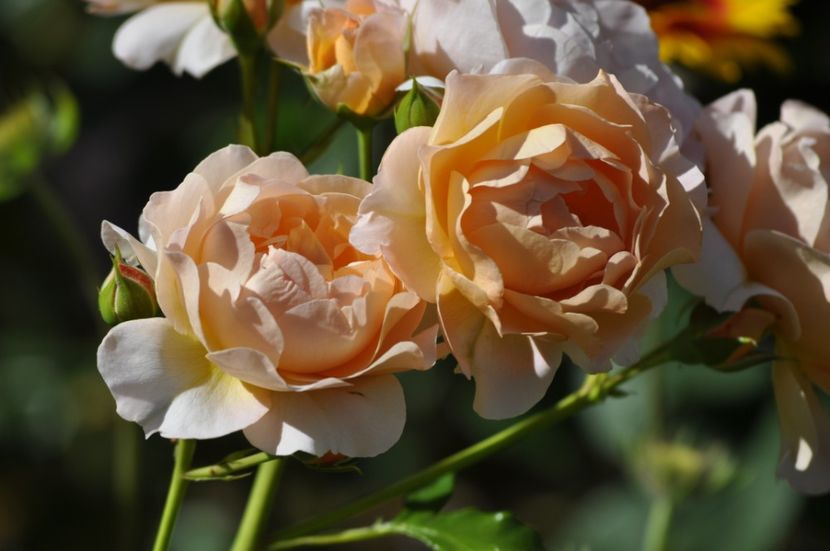 _DSC0112 - VARA 2021_6