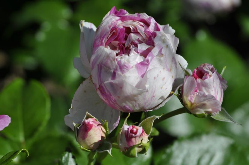 _DSC0117 - VARA 2021_6