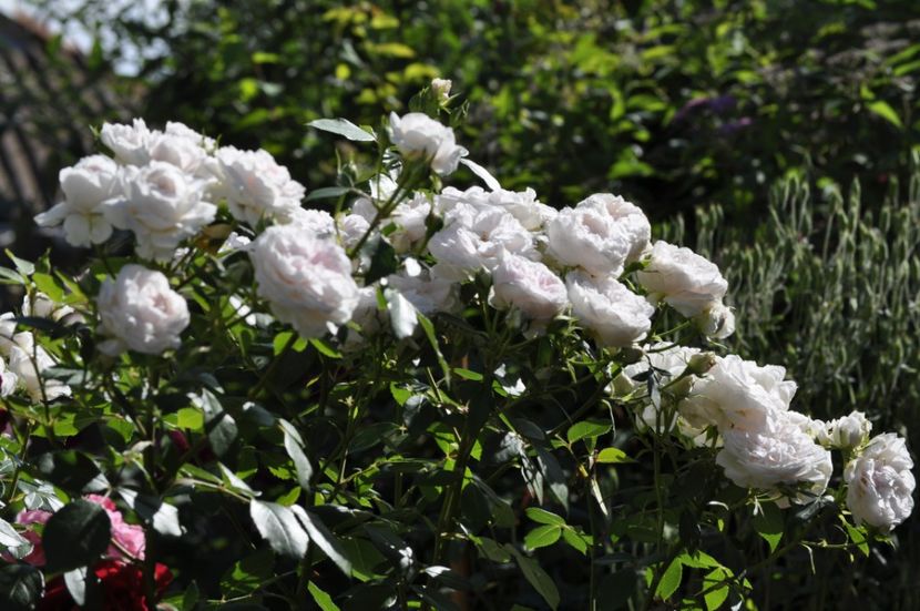 _DSC0124 - VARA 2021_6