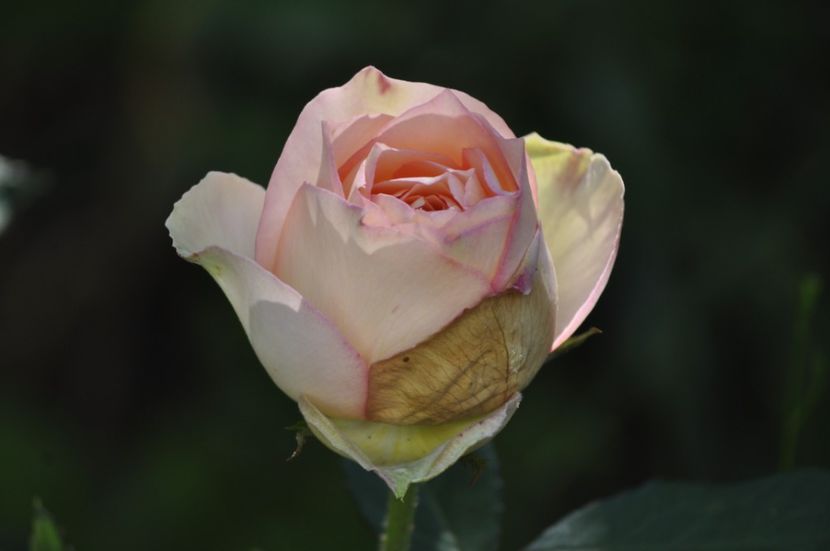 _DSC0136 - VARA 2021_6