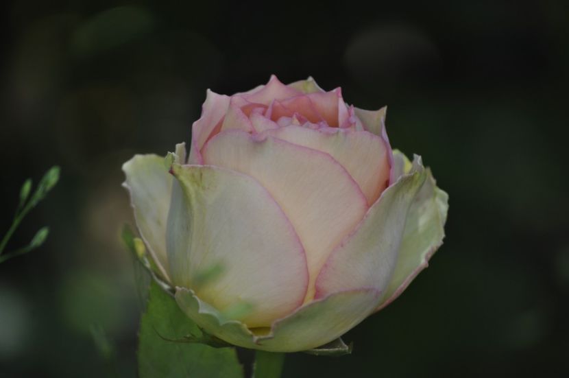 _DSC0139 - VARA 2021_6